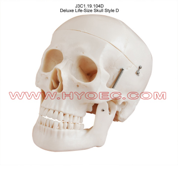 Life-Size Deluxe Skull Decor: D-J3C1.19.104D