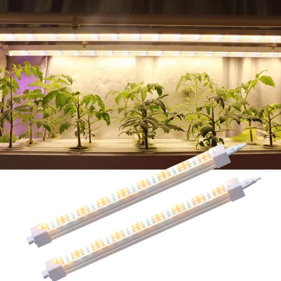 7Magic Custom Spectrum LED Grow Light Bars: Enhancing Growth of Microgreen Lettuce Plants
