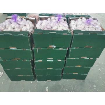 New garlic exported to South America