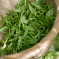 Tea Extract Powder Polyphenols