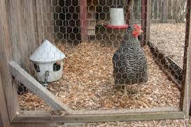 Stainless Steel Chicken Wire