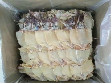 Frozen seafood illex argentinus squid
