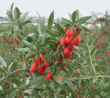 Dried Conventional Goji Berry