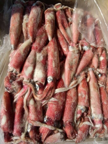 top quality loligo squid