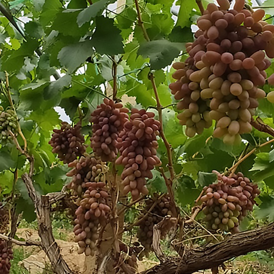 Uva Fada Hongxia Rica em Selênio