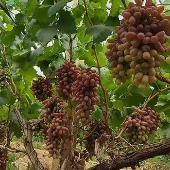 Selenium-Rich Hongxia Fairy Grape