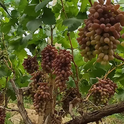 Selenium-Rich Hongxia Fairy Grape