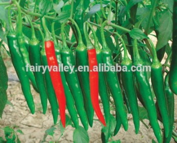 Hybrid chilli pepper seed for sowing