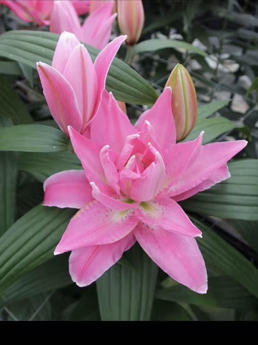 Roselily Trento Double Lily2