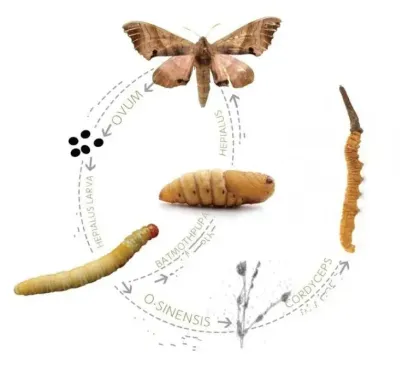 Cordyceps Militaris Extract 1% 98% Cordycepin Powder