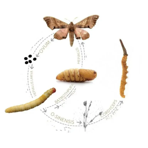 Cordyceps Militaris Extract 1% 98% Cordycepin Powder