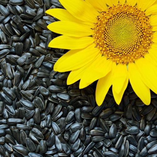Natural vegan sunflower seed protein