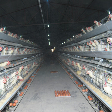 Jinfeng Broiler Farm Equipment