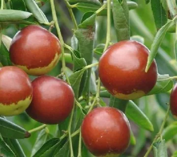 humic acid granular fertilizer application in agriculture