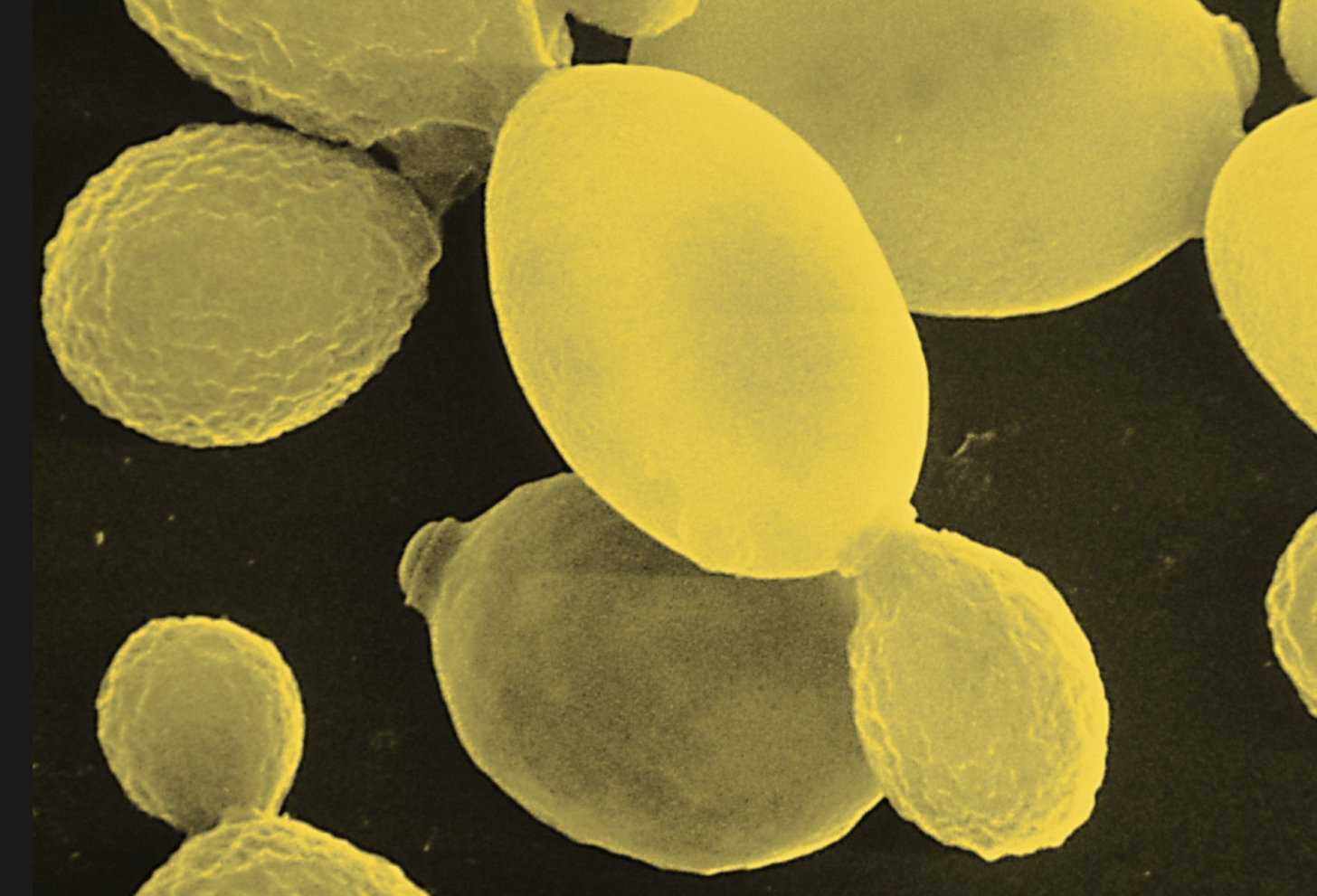 Saccharomyces Cerevisiae for Food