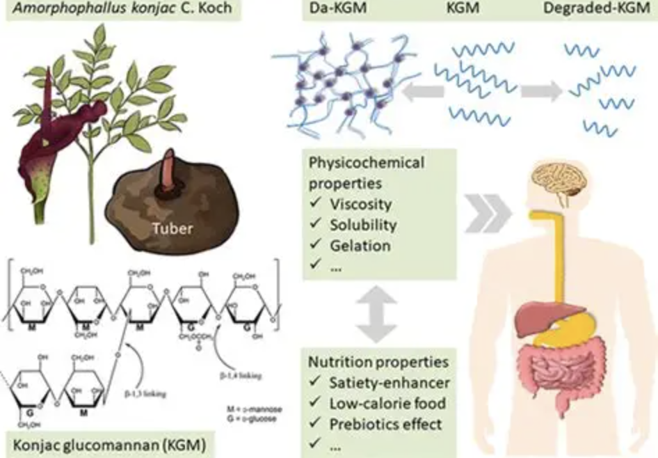 Glucomannan for Dietary Supplements