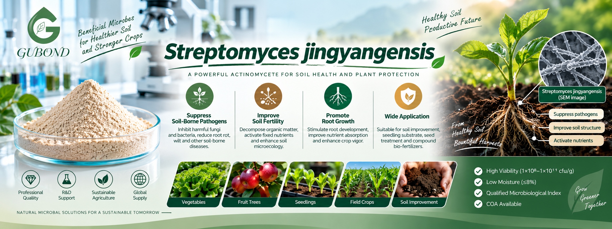 Streptomyces jingyangensis