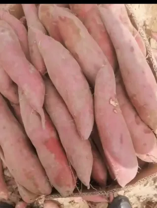 Premium Fresh Yunnan-Grown Honey Sweet Potatoes