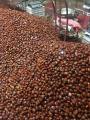 Ukuran chestnut segar yang bergizi