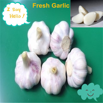 Certified Quality Fresh Garlic Top Sale