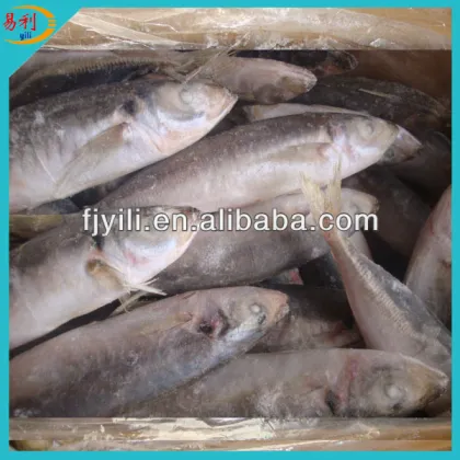 Frozen decapterus round scad mackerel