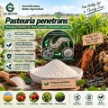 مسحوق الميكروبات Pasteuria penetrans لإدارة الديدان الخيطية البيولوجية