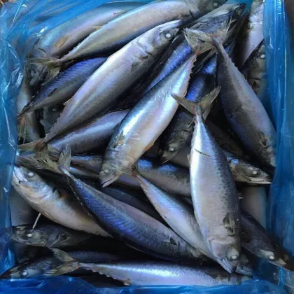 fresh scientific name of pacific mackerel frozen fish