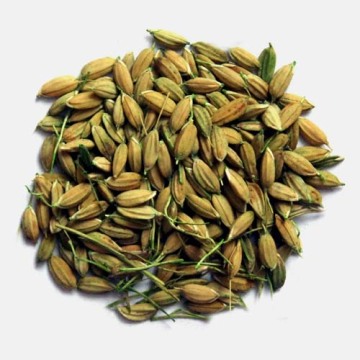 Ροντινοκτόνο Ροντεοκτόνο Brodifacoum Rice Rat