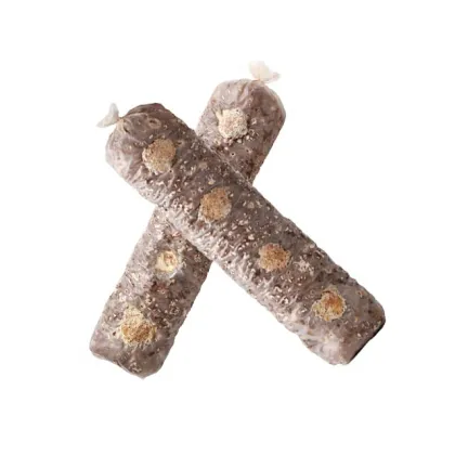 shiitake mushroom spawn  mushroom cultivation