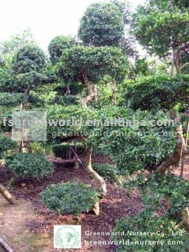 Carmona Microphylla field