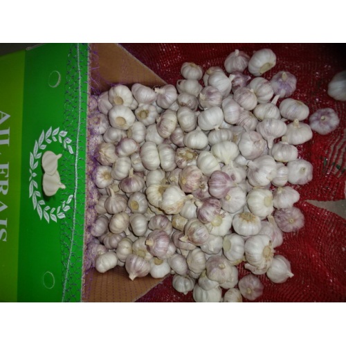 Kaufen Sie Normal White Garlic Fresh 2020