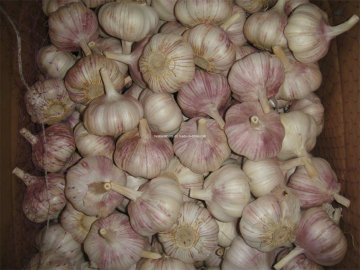 Normal White Garlic 5.0cm+