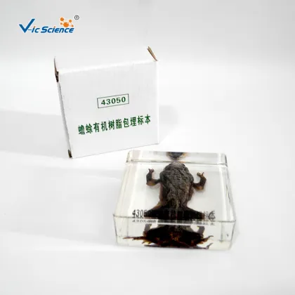 Embedded Specimen of Toad Animal Teaching Specimens