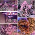 Phlizon Full Spectrum Cob Led Grow Lights US