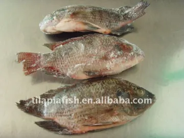 Best Bream Frozen Gutted Scaled Tilapia