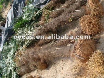 Trachycarpus Palms