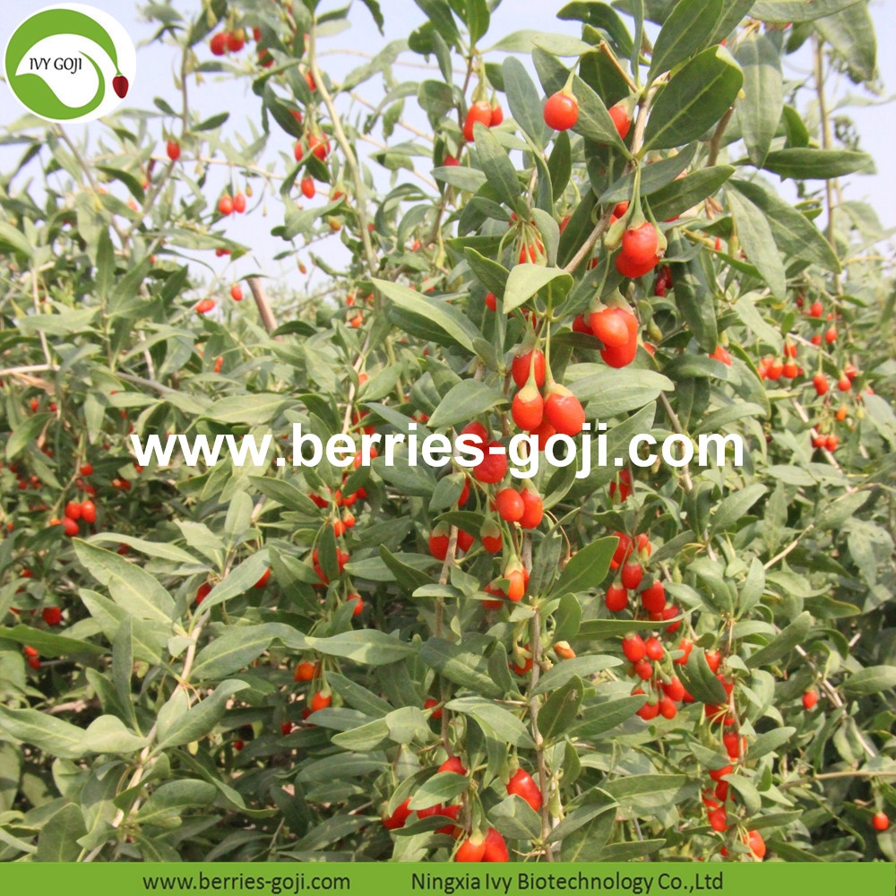 Improve Eyesight Malaysia Goji Berry