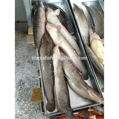 Frozen Fresh African Catfish Whole Round, High Quality Frozen Fresh
