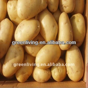 2014 naturai fresh potato in China(75-100gram)(100-150gram)(150-250gram up)