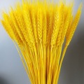 Dried Wheat Ear Bunches Flower Bouquets Natural Raw Color DIY Wedding Party Home Decoration