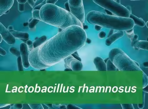 Lactobacillus rhamnosus powder