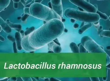Lactobacillus Rhamnosus Probiotics Powder