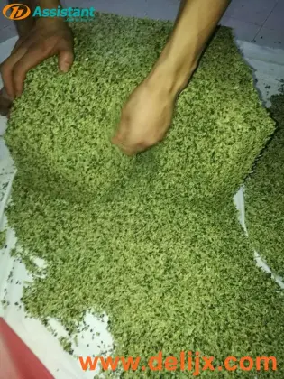 DL-6CCXJ-6080 Tieguanyin Oolong Tea Shaping Machine