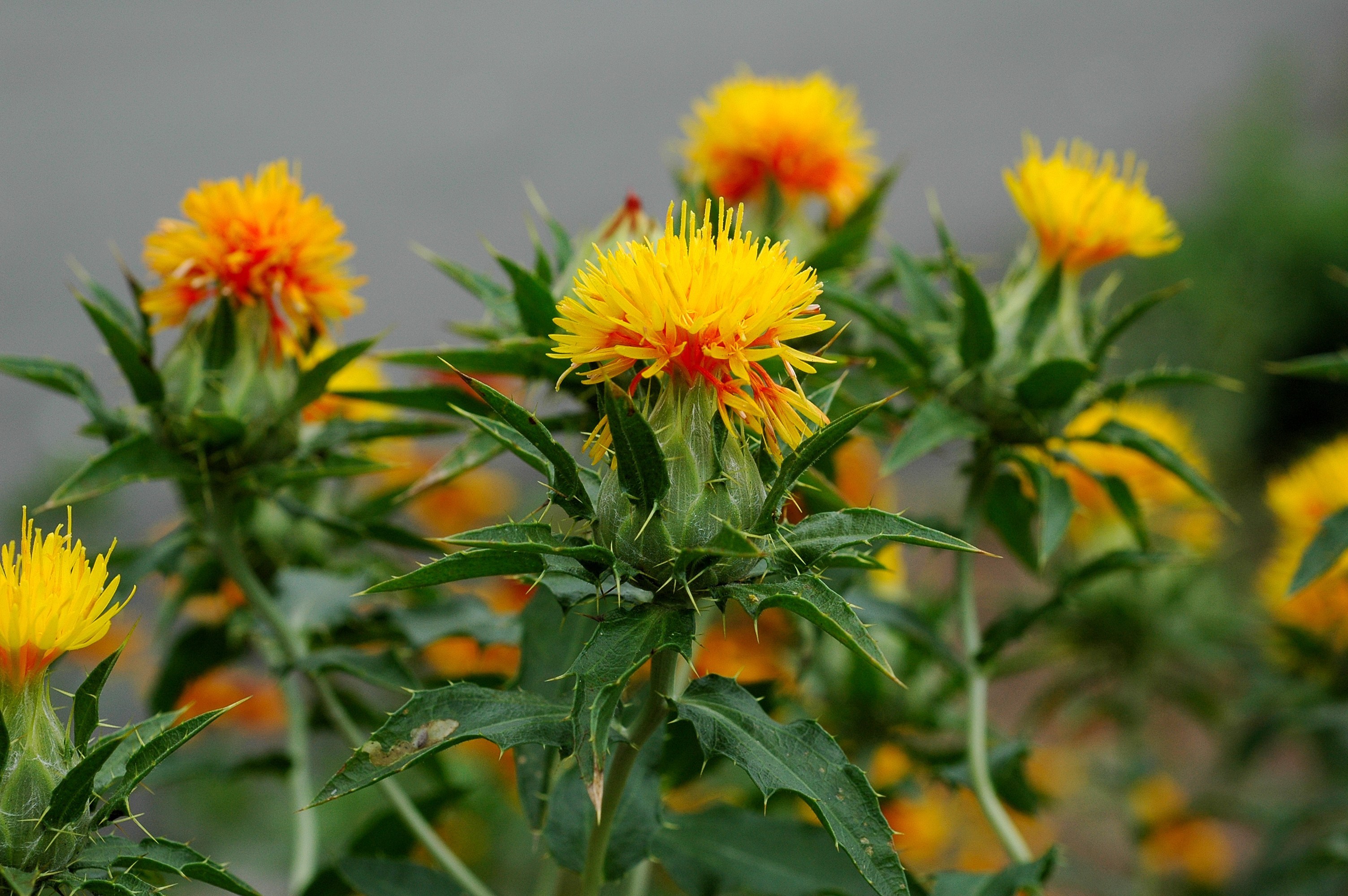 Safflower_Carthamus_tinctorius_050709b