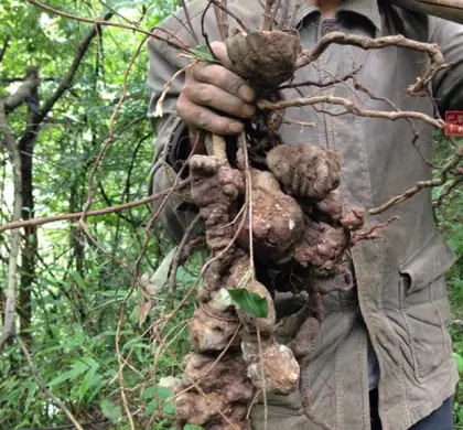 He shou wu essential oil Fo-Ti price fleece flower root