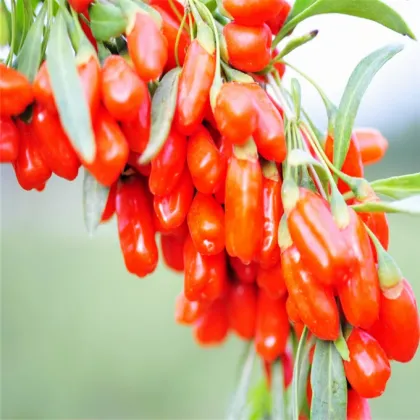Goji Berry Juice Concentrate Fresh Goji Berries