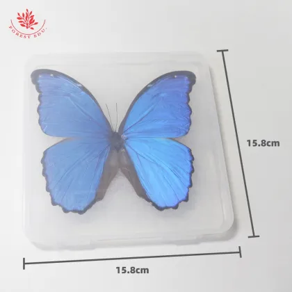 Rare Large Blue Morpho Butterfly Teaching Specimen - Real Butterfly