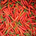 Beste prijs hoge kwaliteit rode chaotische chili