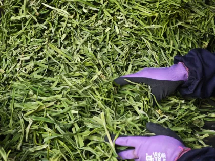 Yunnan Dried Tribute Vegetable
