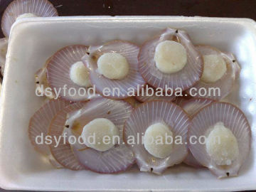 Whole Frozen Sea Scallop